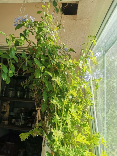  - Plante