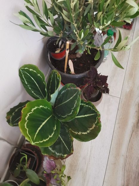  - Plante