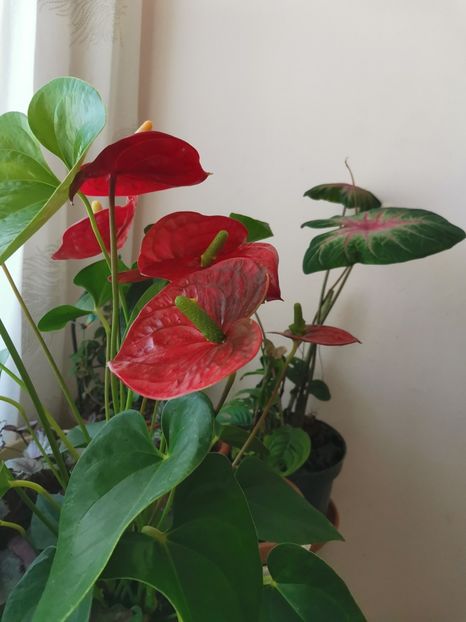  - Plante
