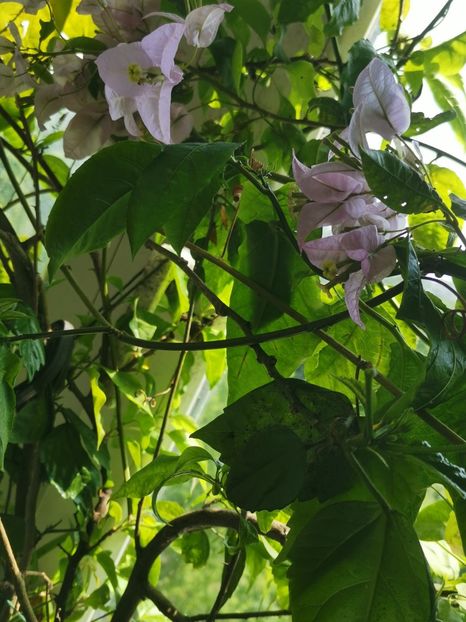  - Plante