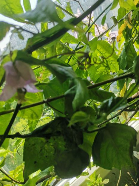  - Plante