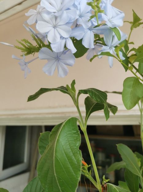  - Plante