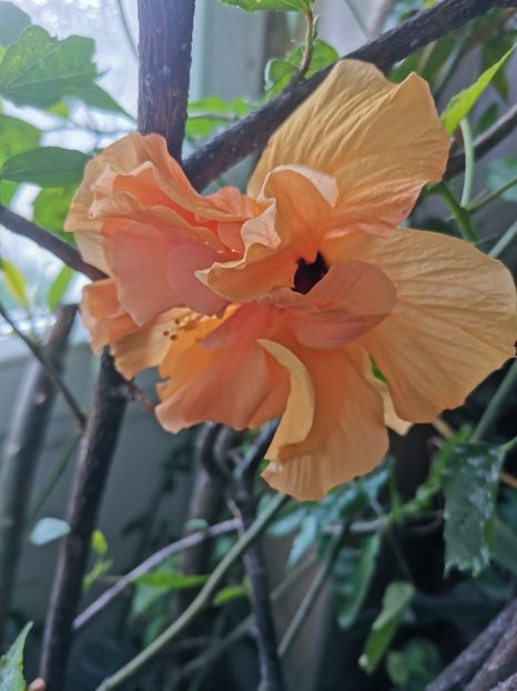  - Plante
