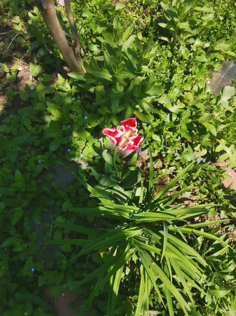  - Plante