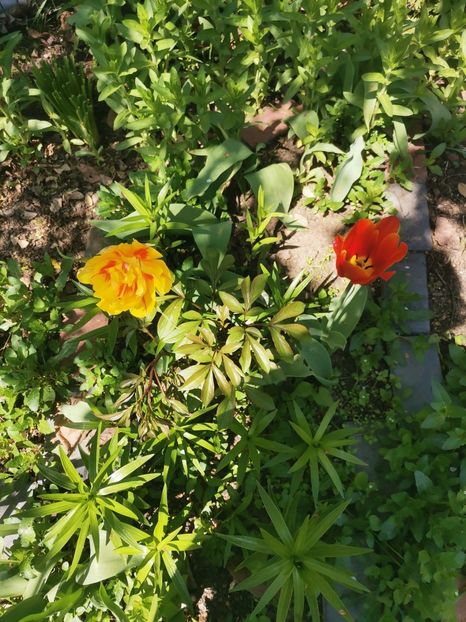  - Plante