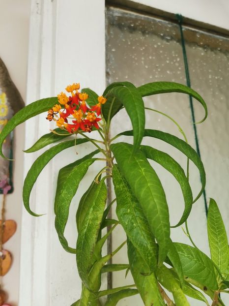  - Plante