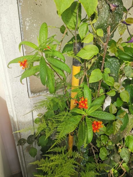  - Plante