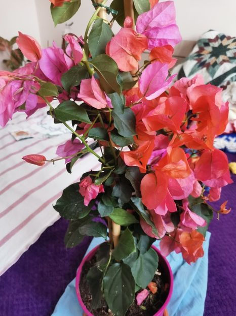  - Plante