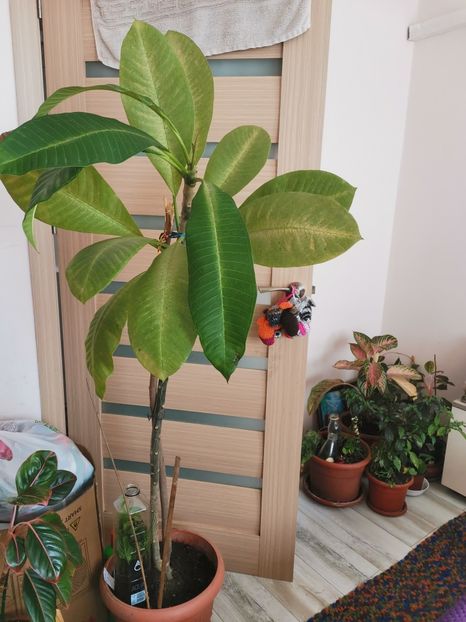  - Plante