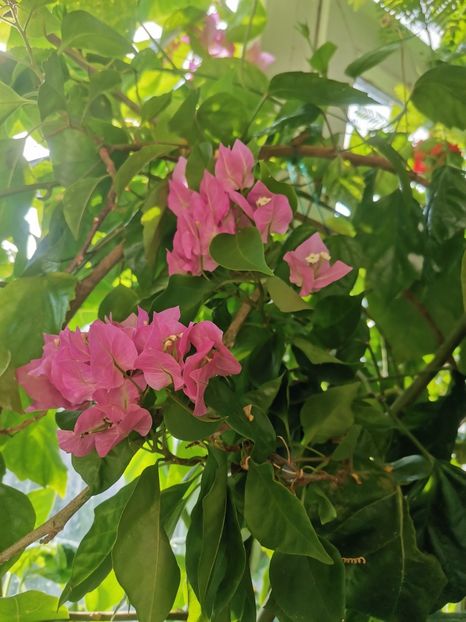  - Plante