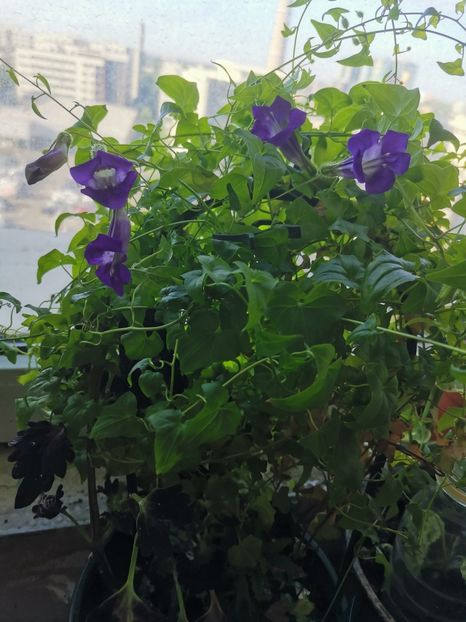  - Plante