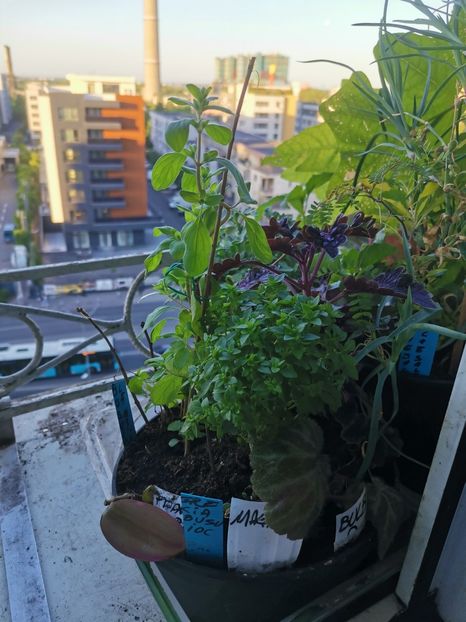  - Plante