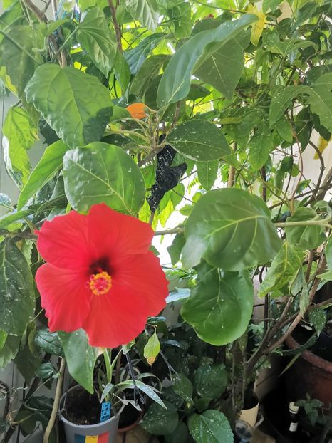  - Plante
