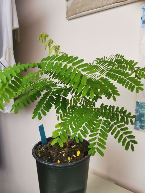  - Plante