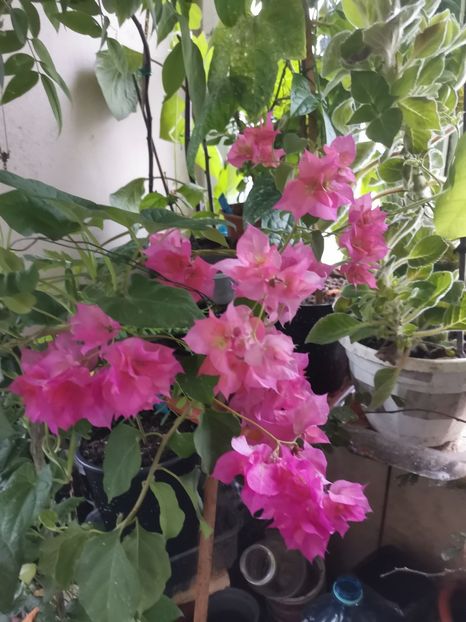  - Plante