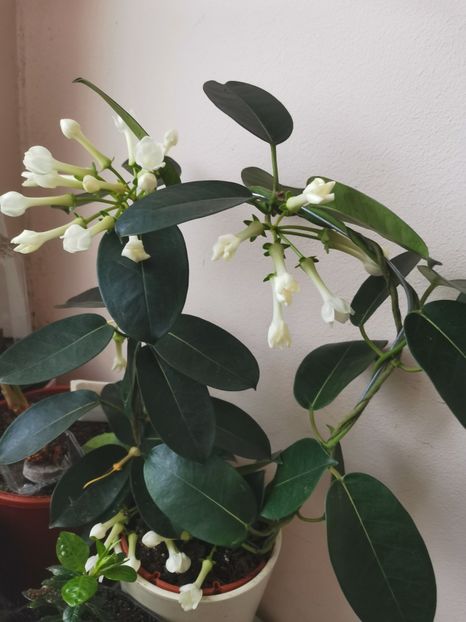 - Plante