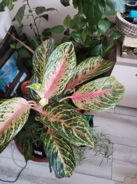 - Plante