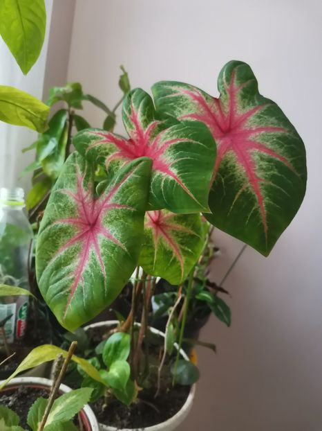 - Plante