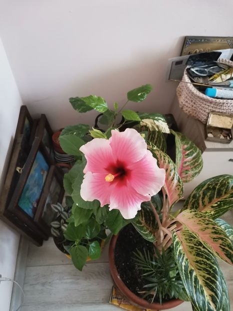  - Plante