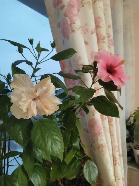  - Plante