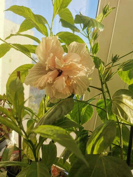  - Plante