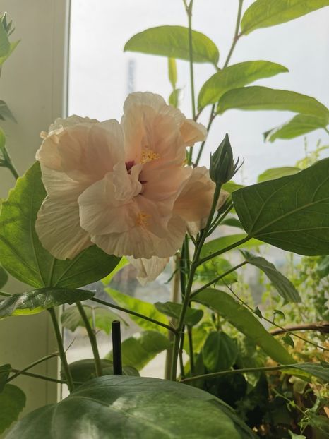  - Plante