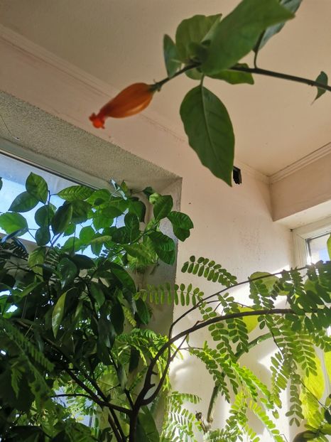  - Plante