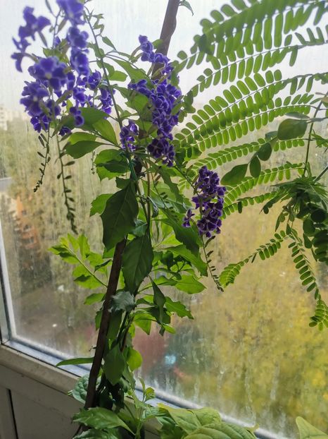  - Plante