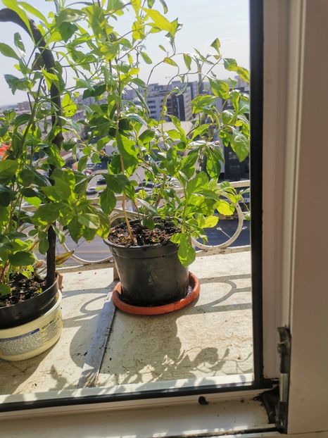  - Plante