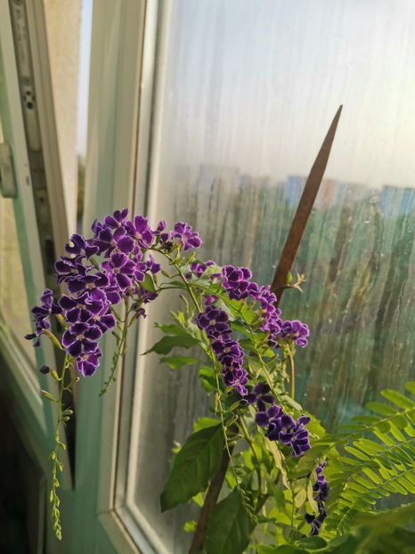  - Plante