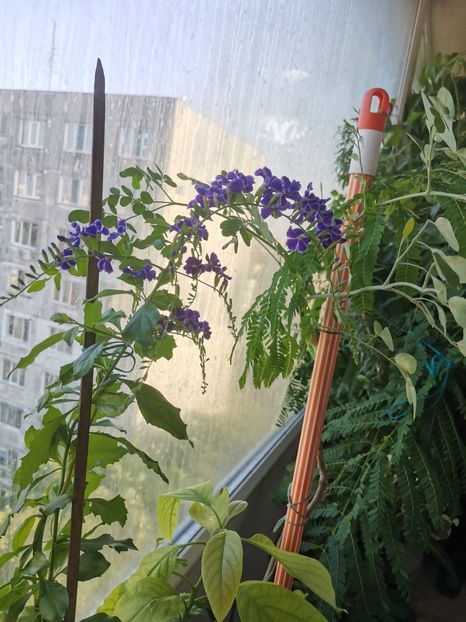  - Plante