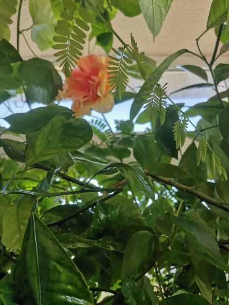  - Plante