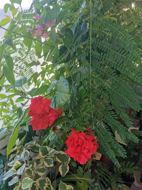  - Plante