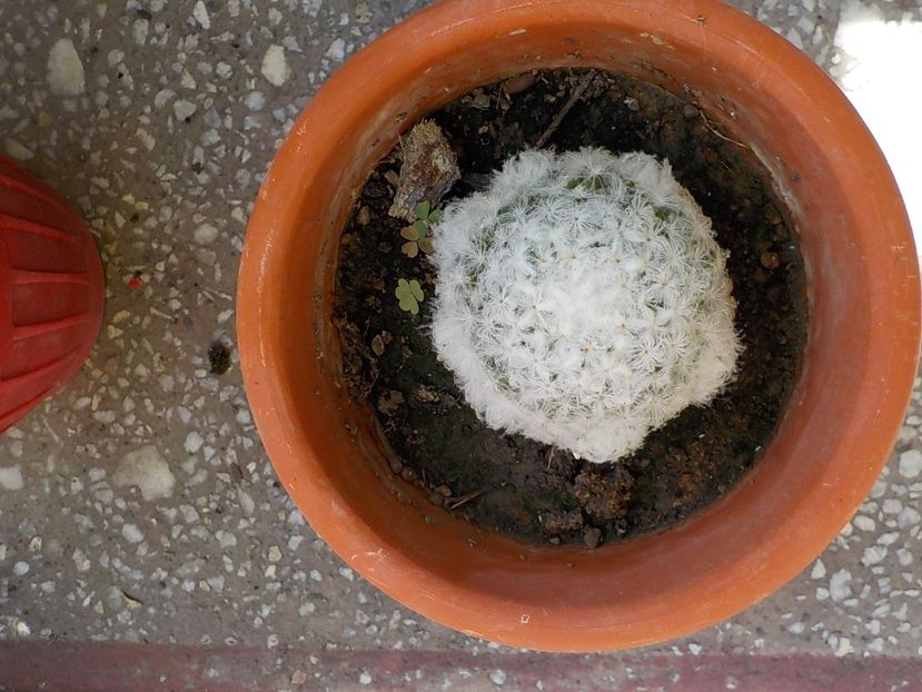  - mammillaria plumosa