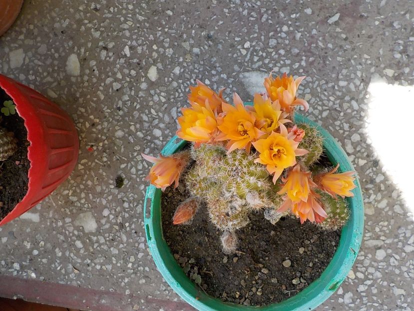  - chamacereus hibrid