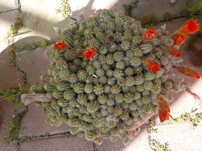  - chamaecereus sylvestris