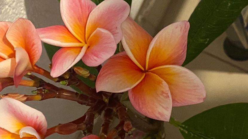  - Plumeria Synchronicity