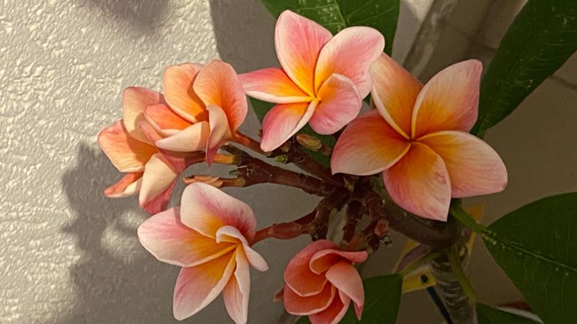  - Plumeria Synchronicity