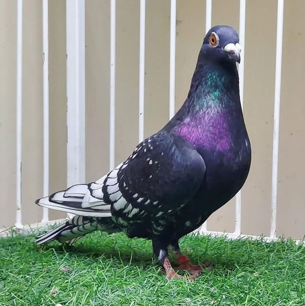  - Nu îmi aparțin 9