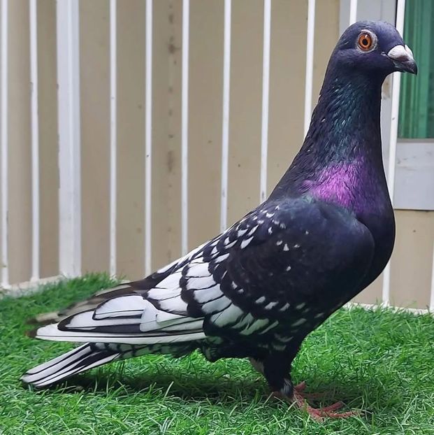  - Nu îmi aparțin 9