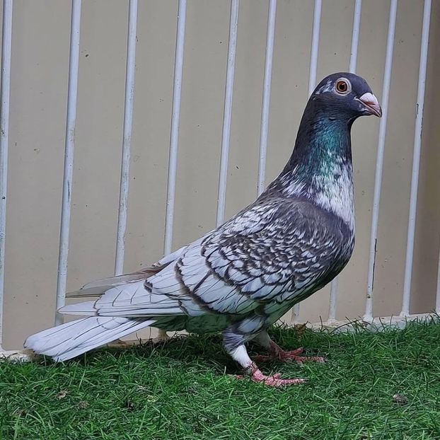  - Nu îmi aparțin 9