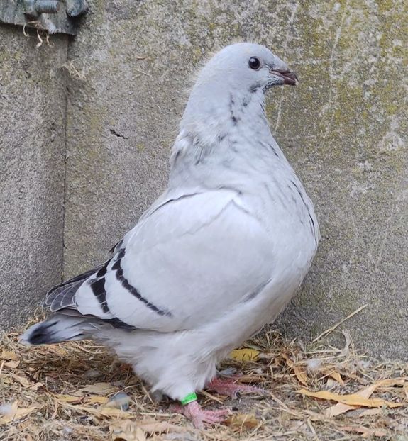 PL25-JRS10(F) - c- MLODE 2025 YOUTH