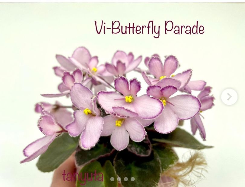 Poza net - VI-Butterfly Parade