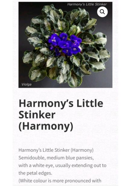 Poza net - Harmony s Little Stinker chimera