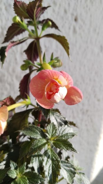  - 2025-BriD s ORANGE