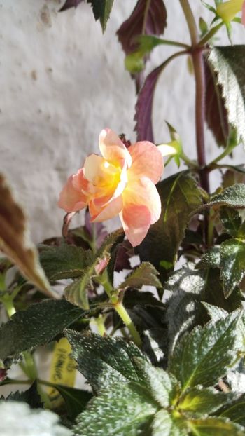  - 2025-BriD s ORANGE