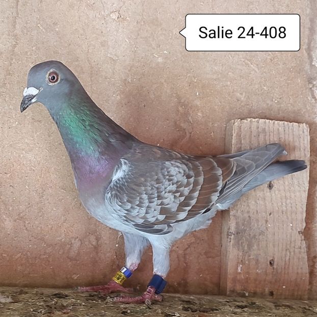 Salie 24-408 - Porumbei vanduti