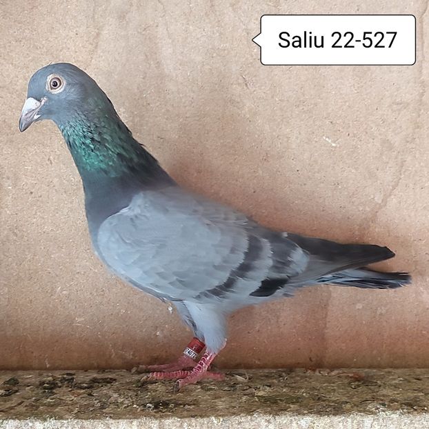 Mascul 22-527 - Porumbei vanduti