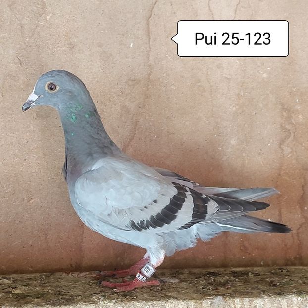 Pui 25-123....-10 lei - Porumbei vanduti