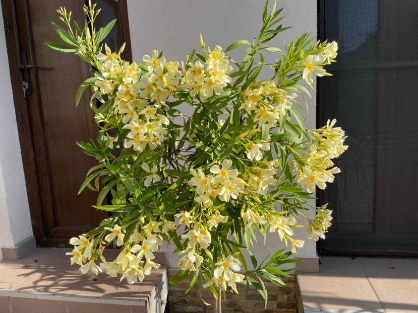  - 0006 - Leandri 2023-2024-2025